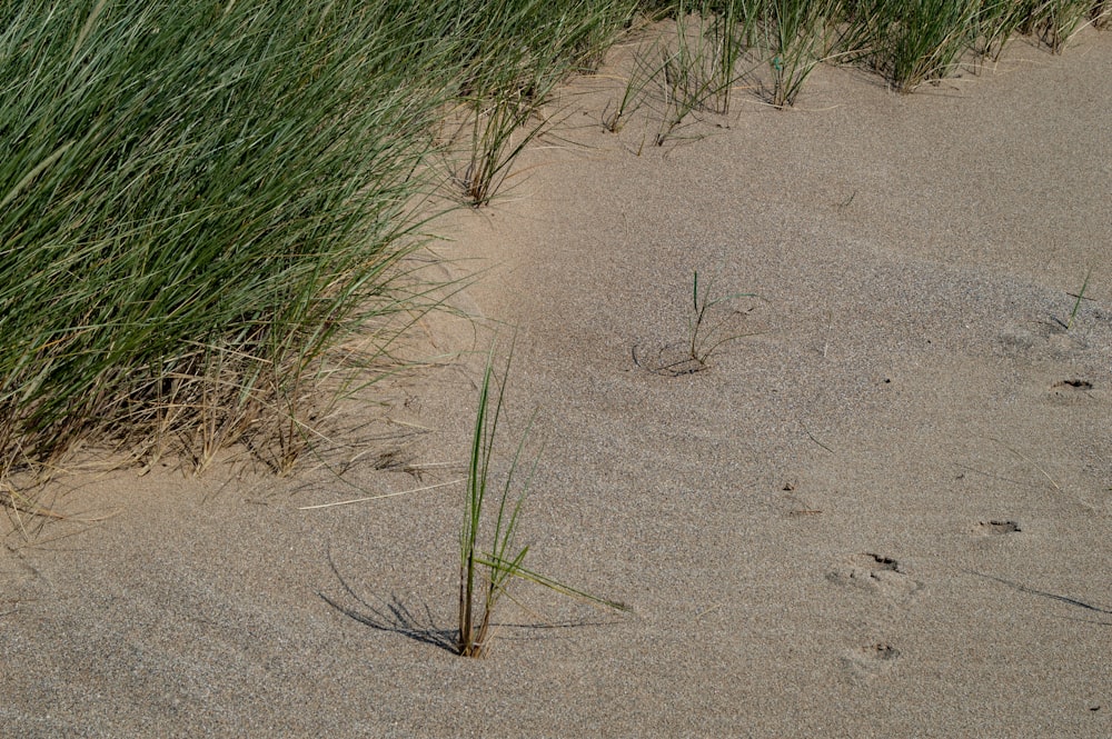 a plant growing in the sand