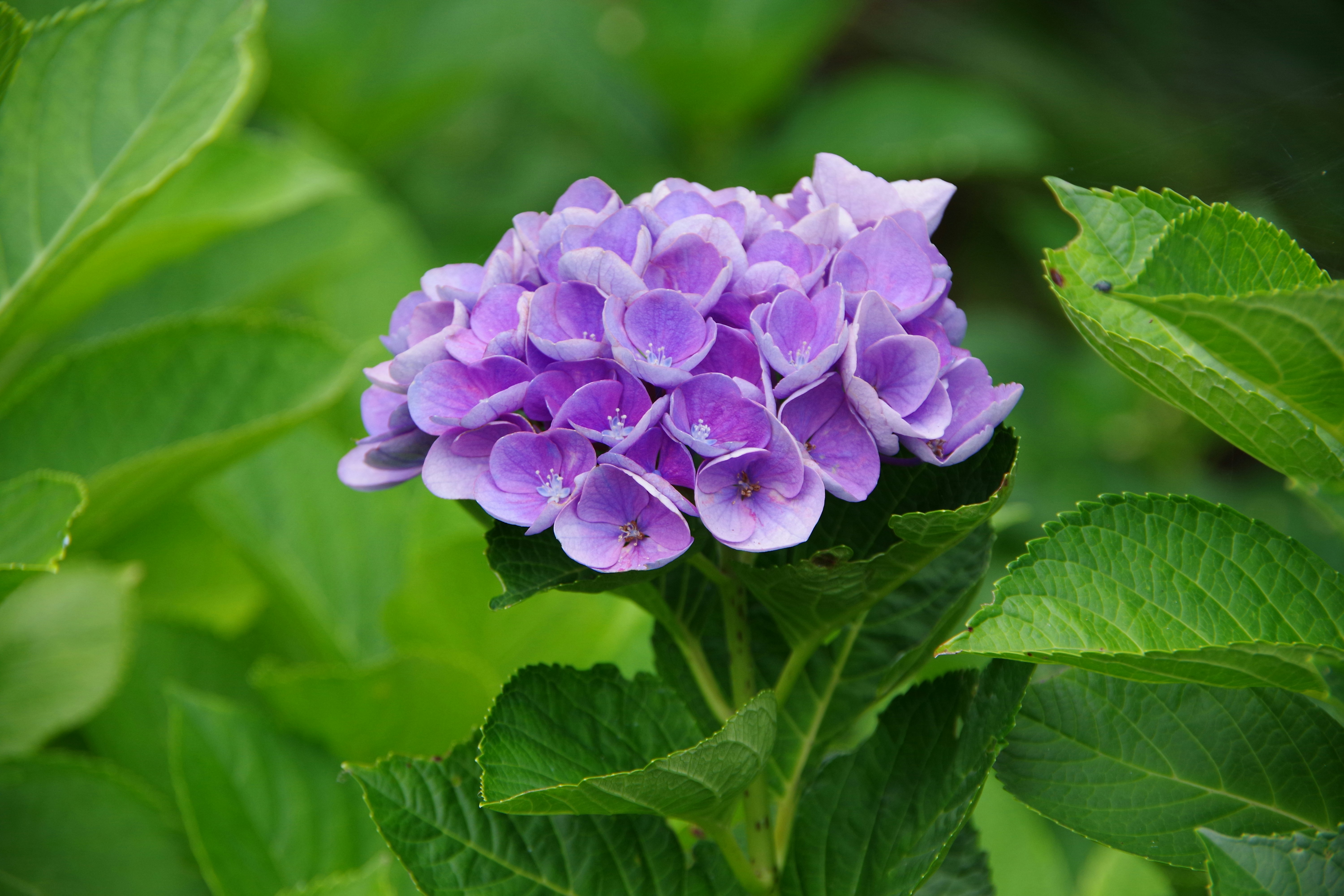 Photo by manikandan_s