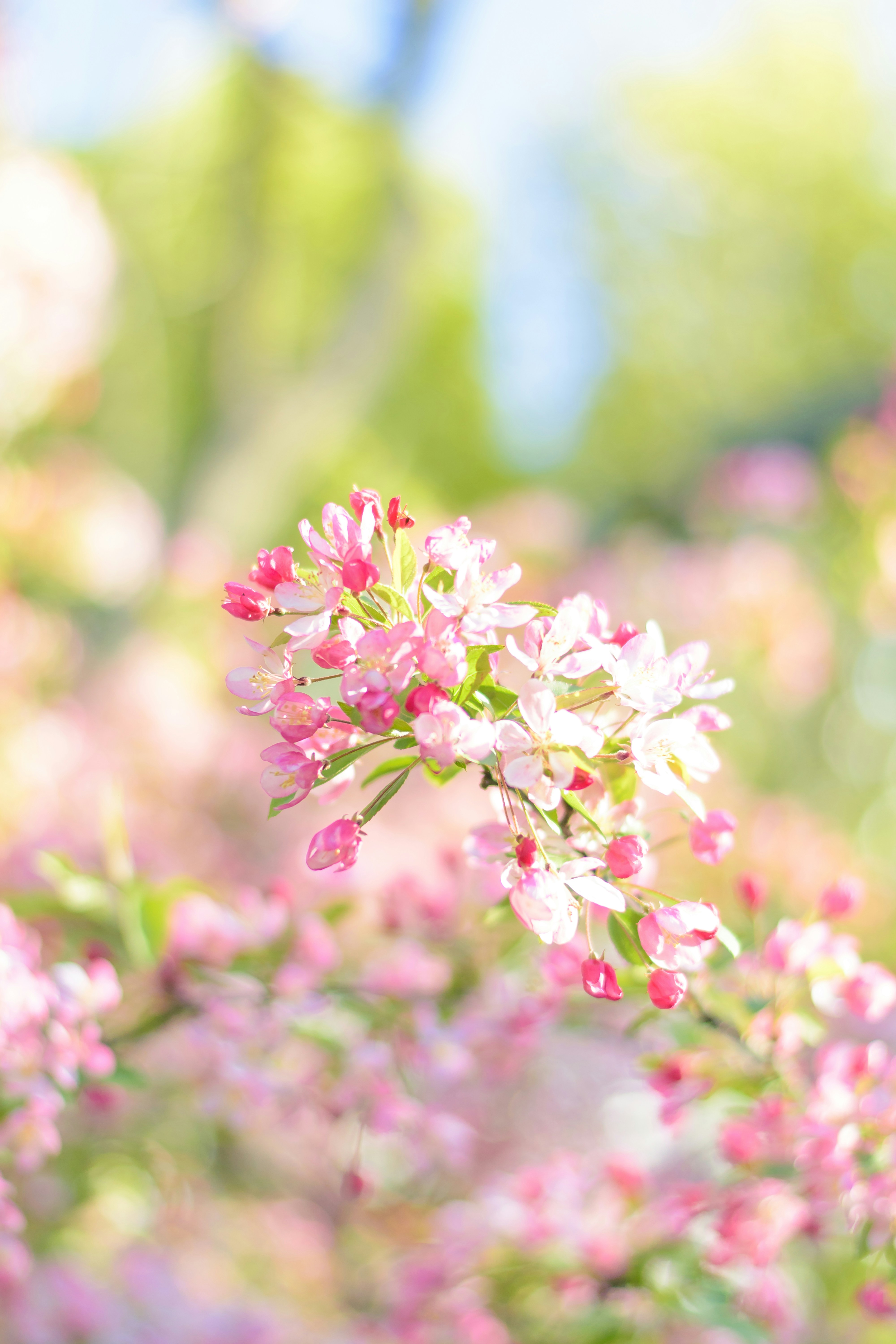 Photo by thezenoeffect