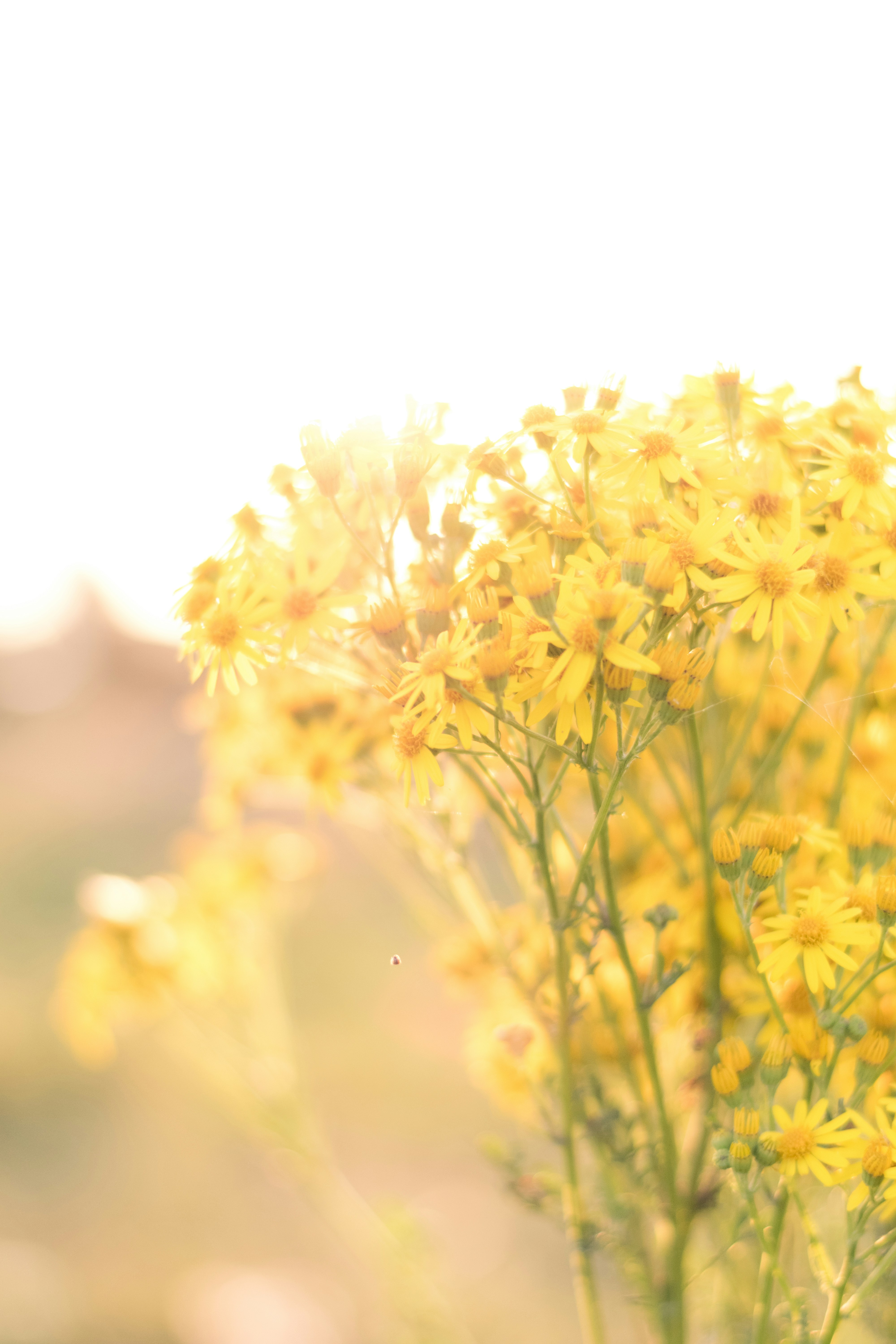 Photo by thezenoeffect