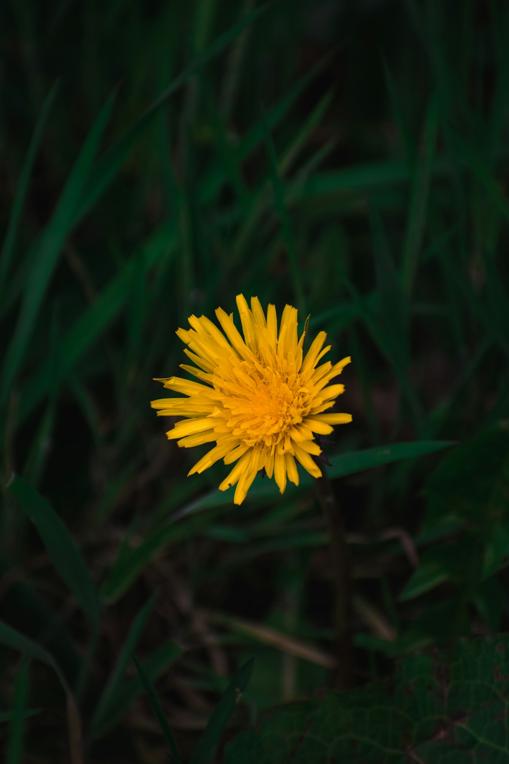 un fiore giallo in un campo