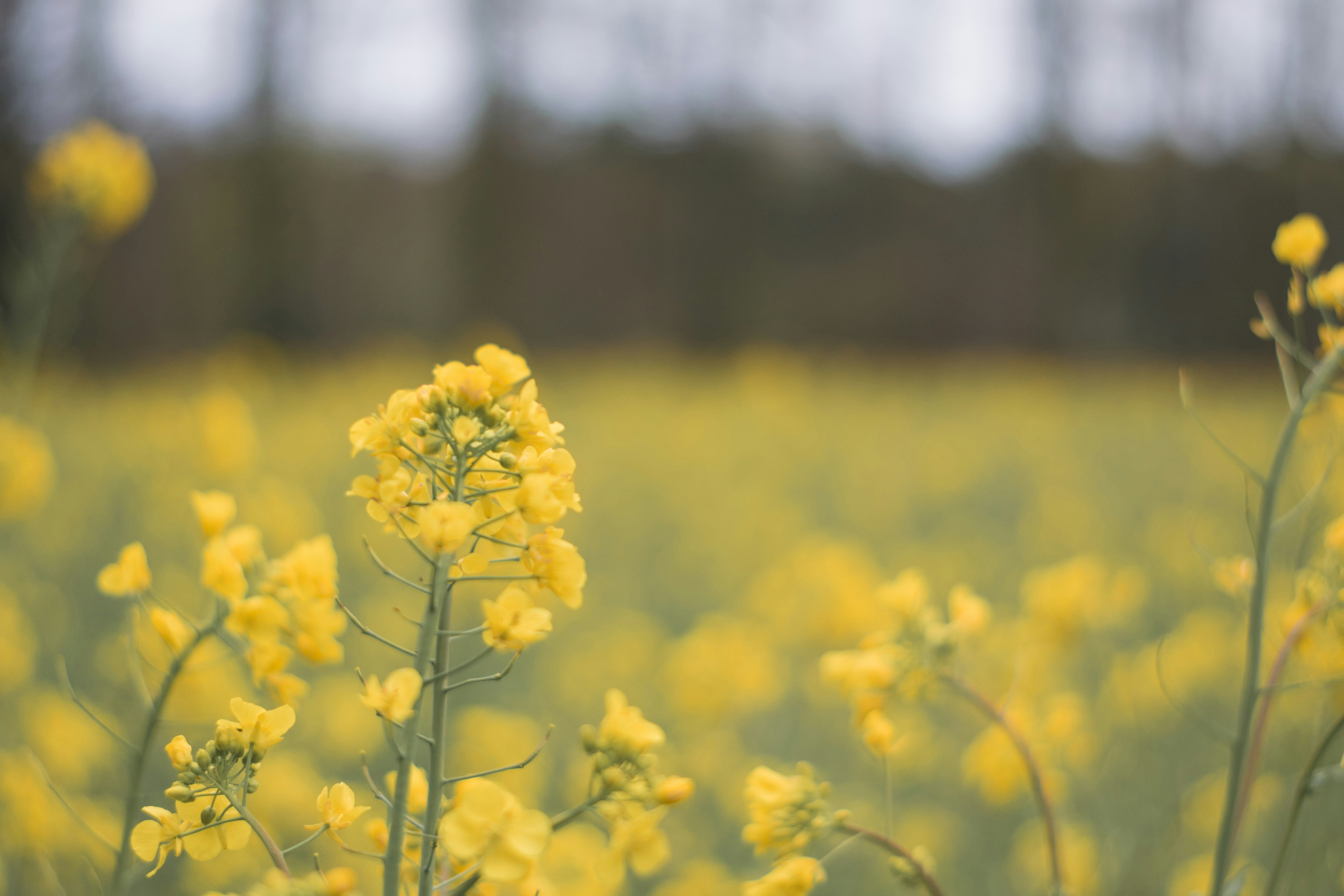 Photo by thezenoeffect