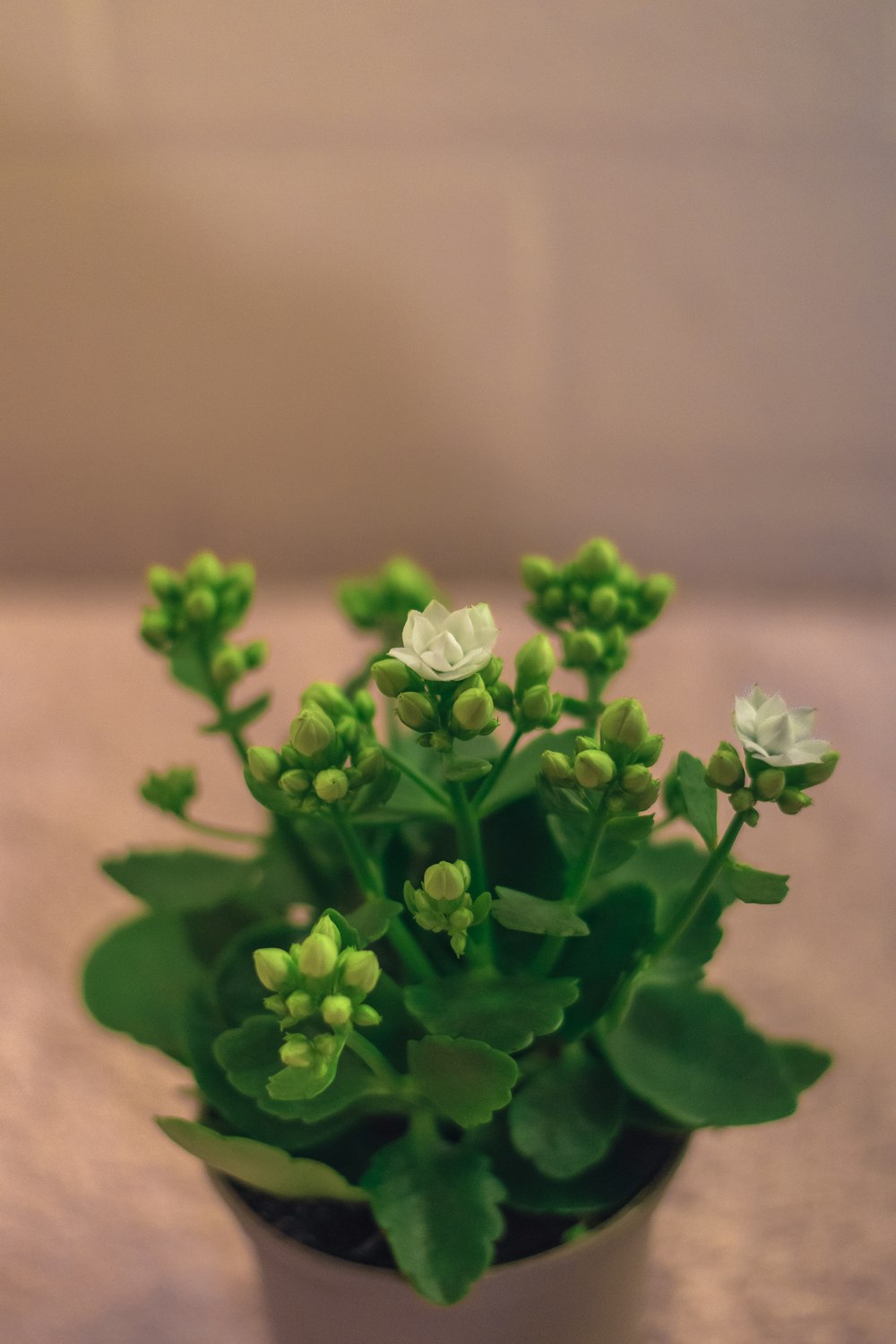 a potted plant with white flowers