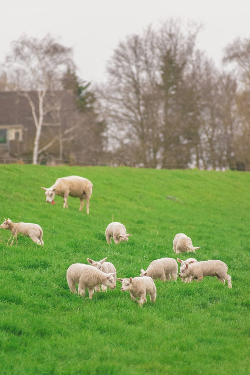 a group of sheep in a field