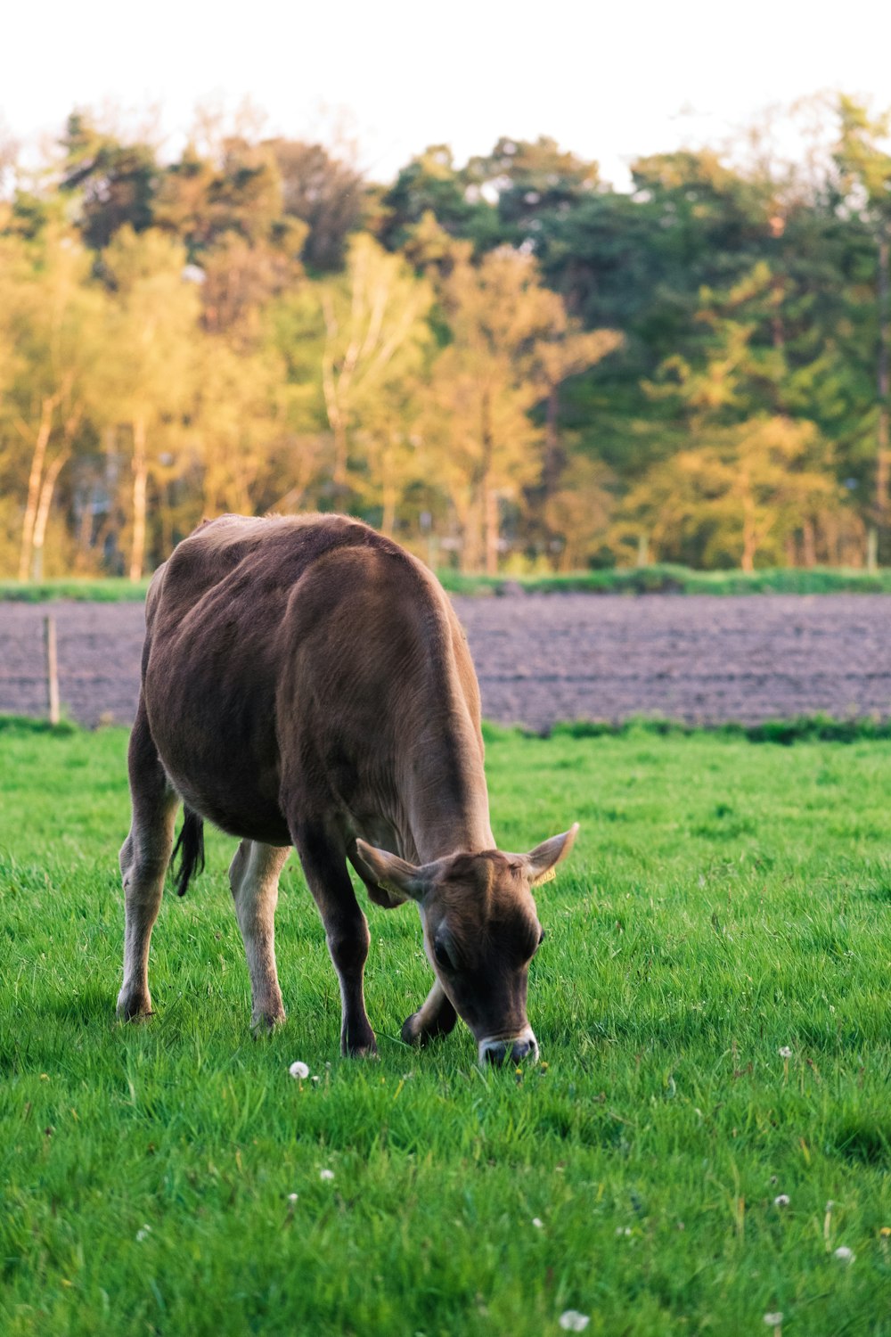 a cow grazing in a field