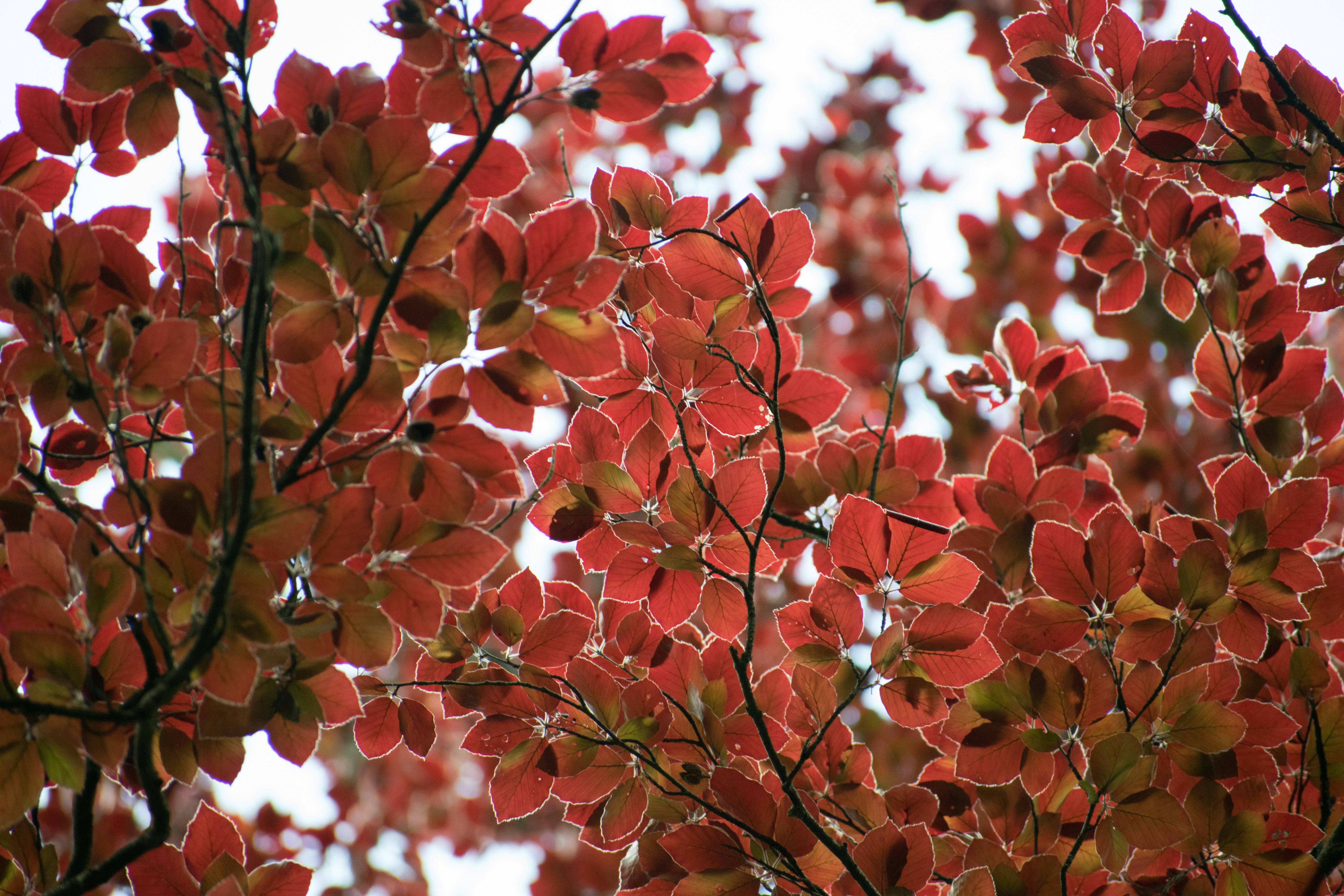 Photo by thezenoeffect