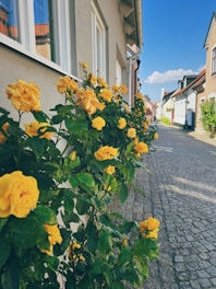 A quaint village street lined with vibrant flowers and rustic houses under a clear blue sky.