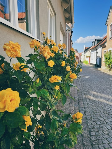 A cozy French village street with colorful houses and blooming flowers under a soft afternoon light.