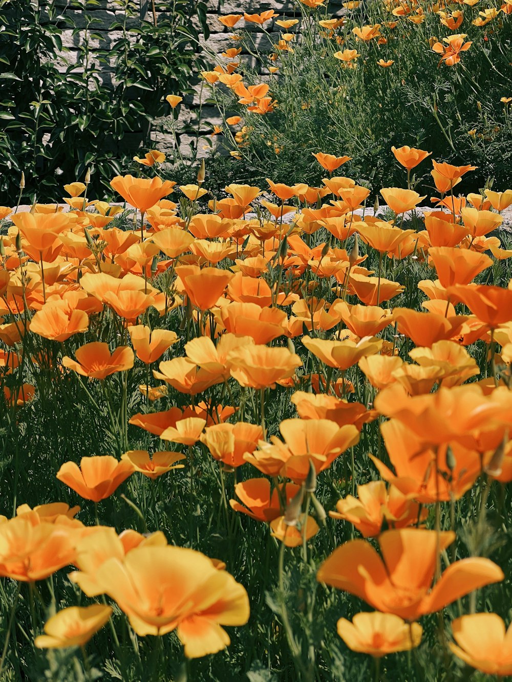 a field of orange flowers