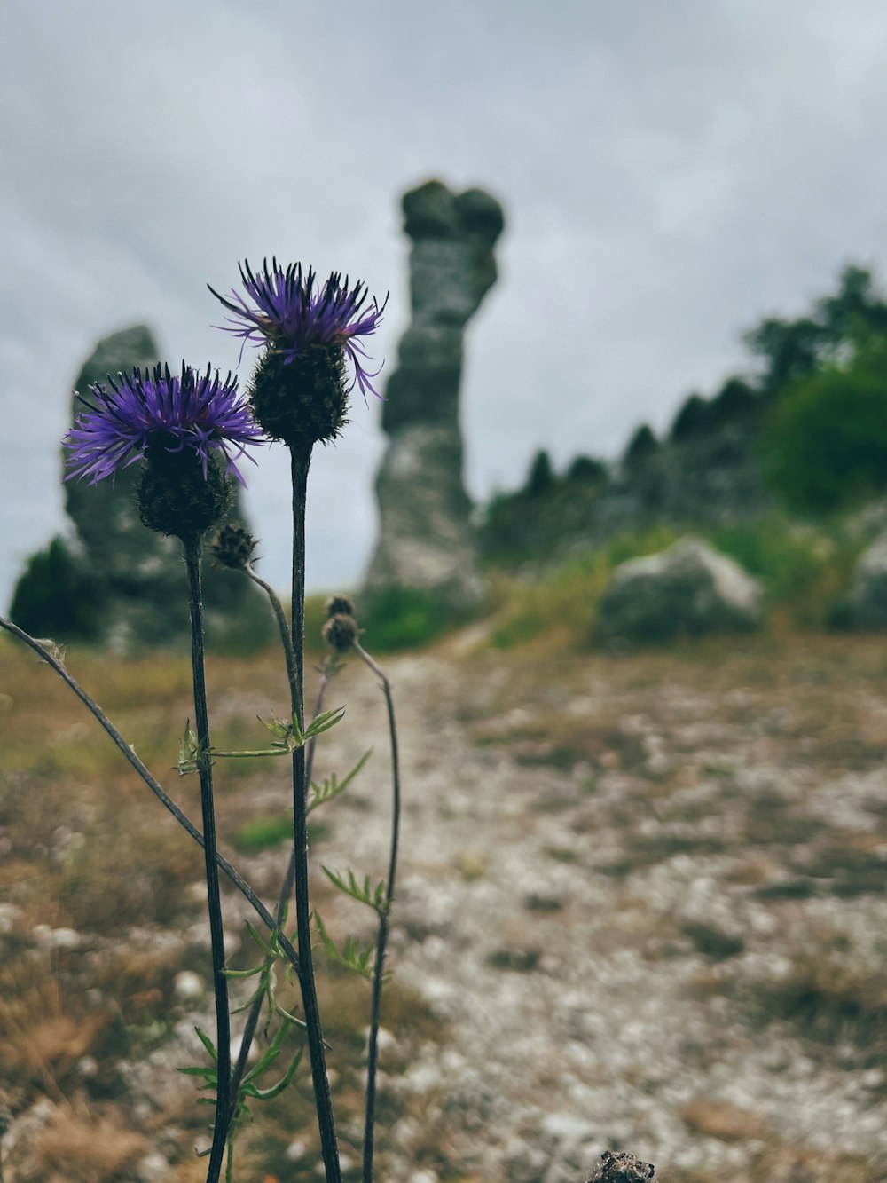 a close-up of a flower