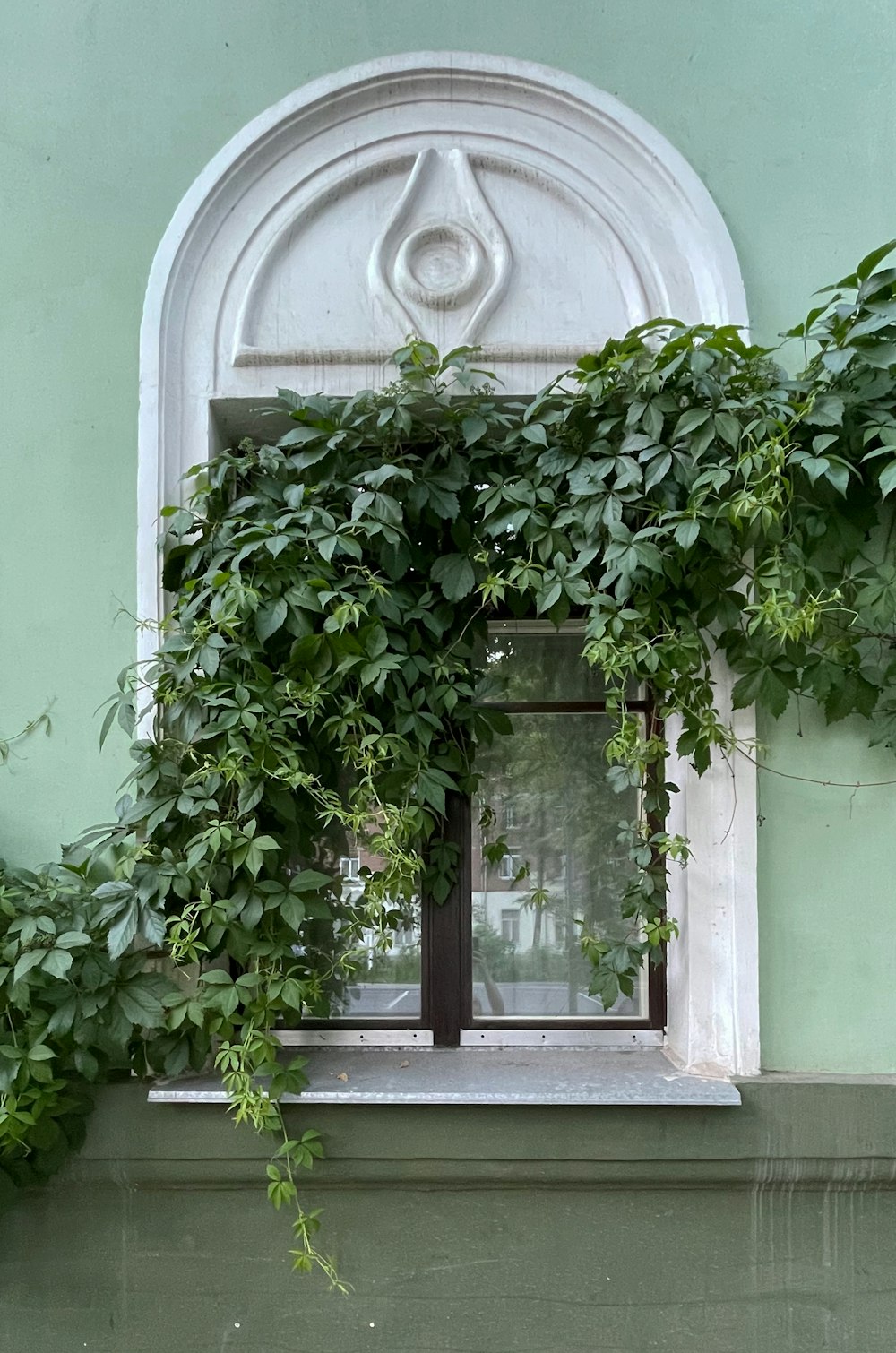 a plant growing in a window