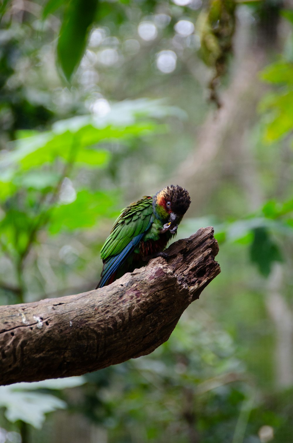 a bird on a branch