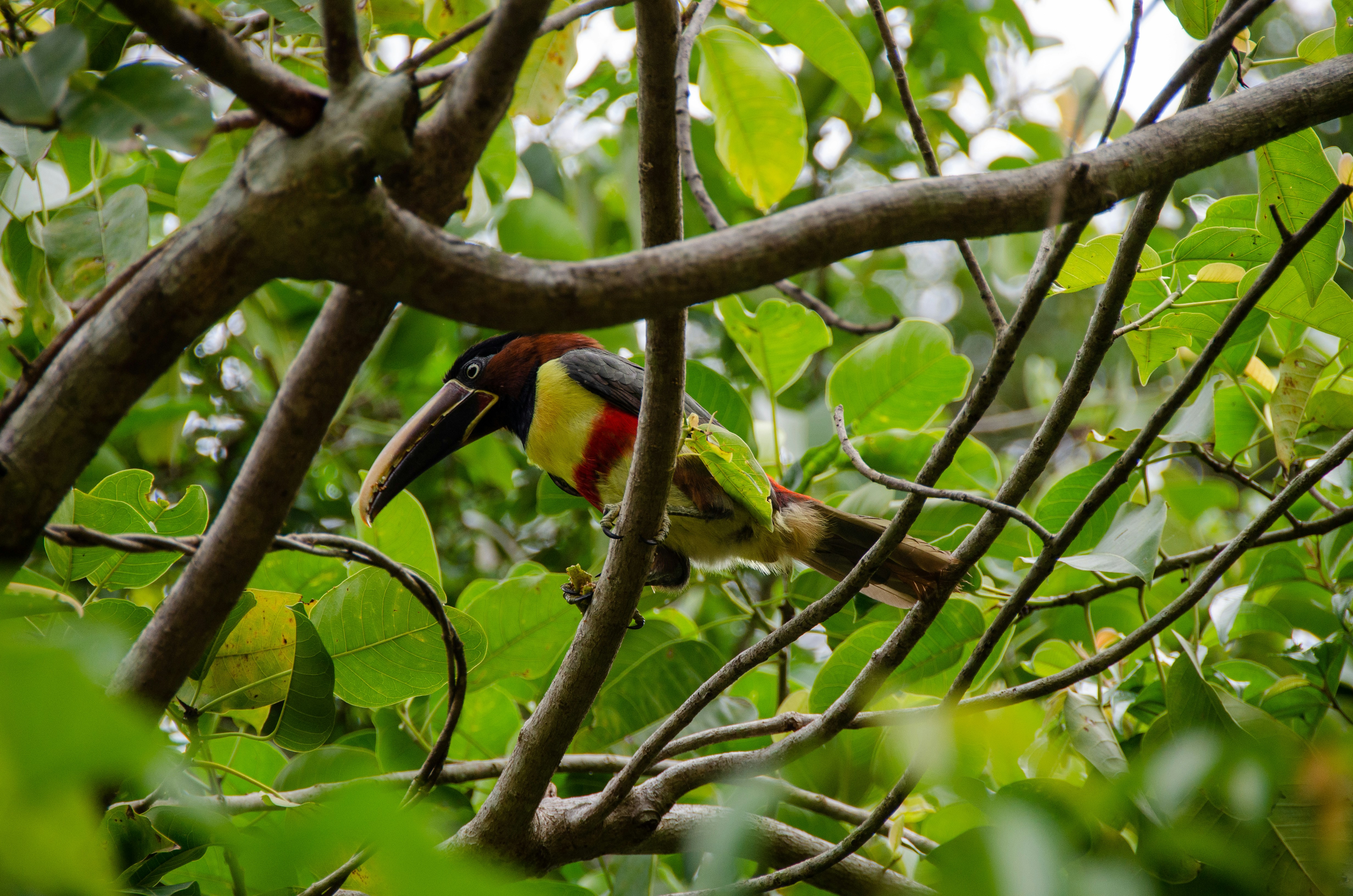 Iguazu National Park, Brazil - None