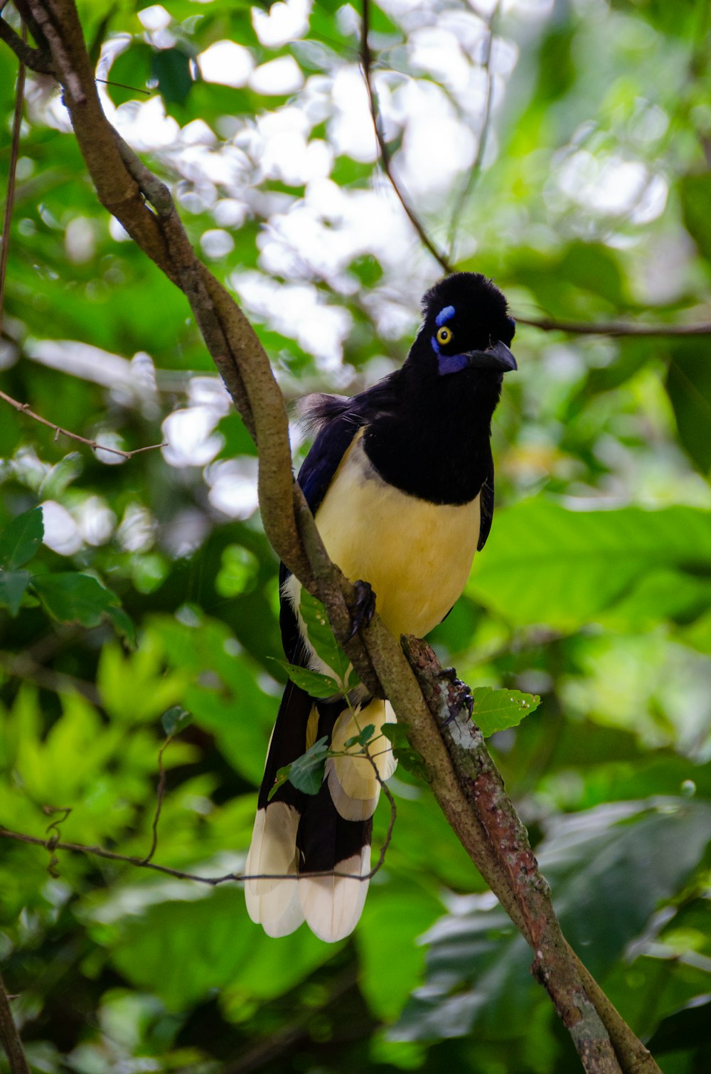 a bird perched on a branch