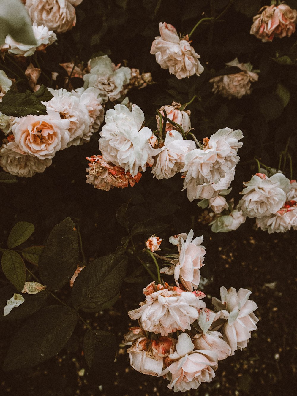 a group of flowers