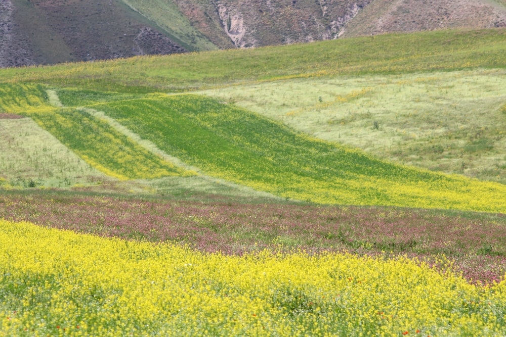 a field of flowers