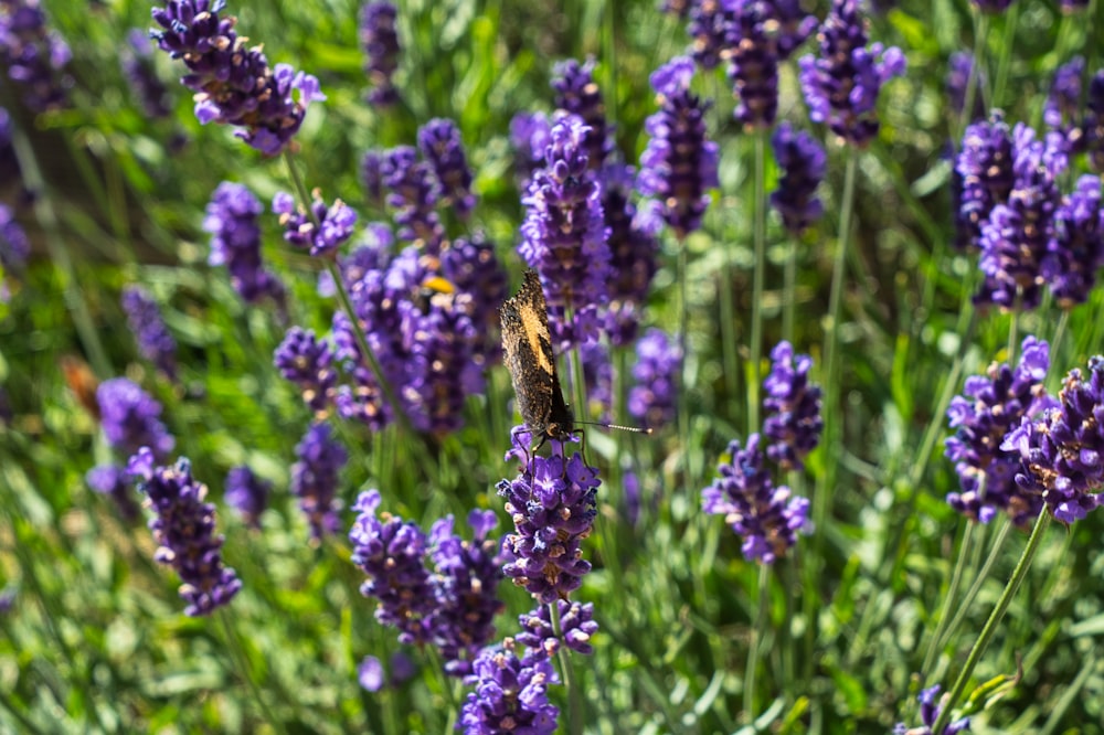 a bee on a flower