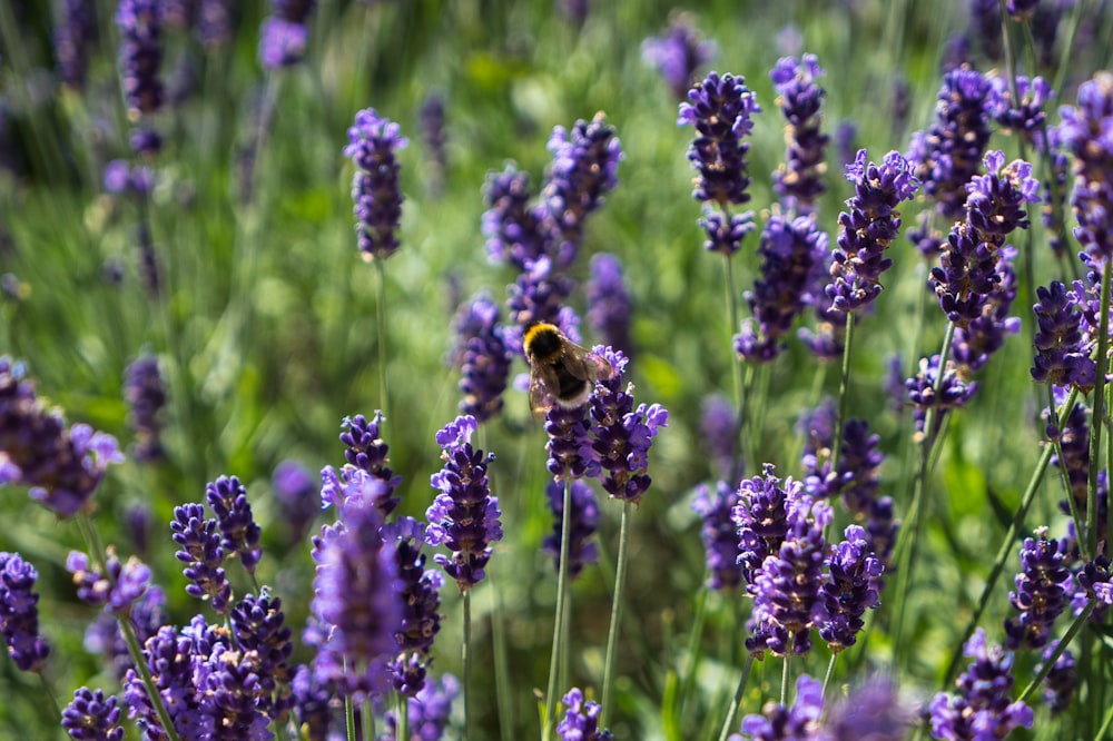 a bee on a flower