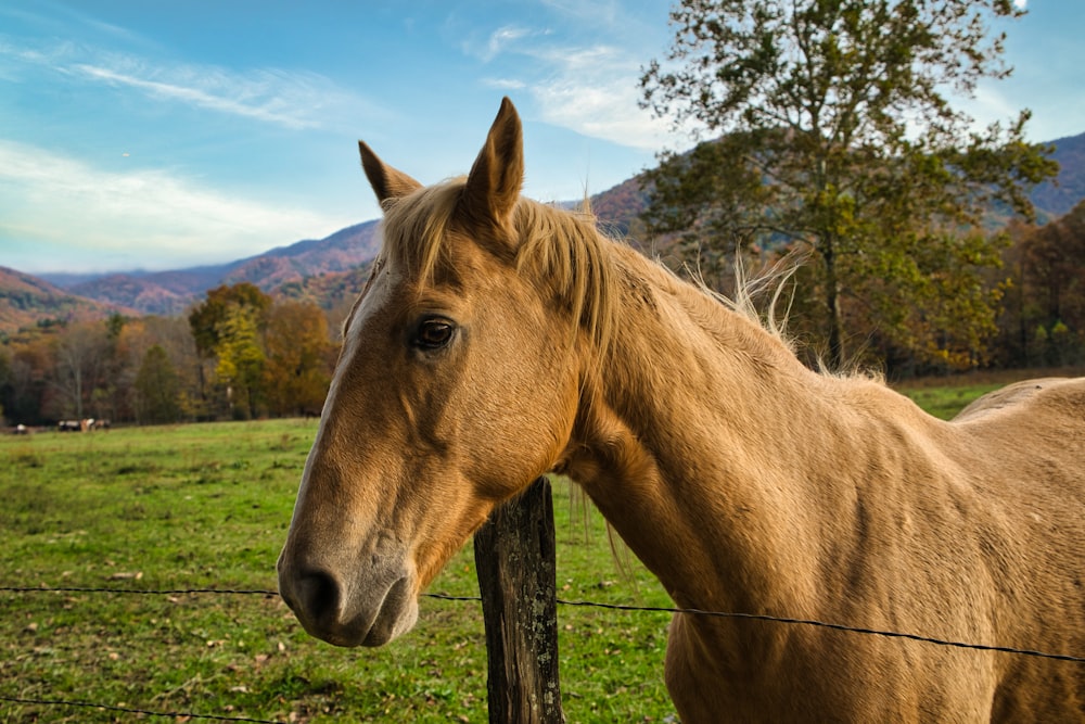 a horse standing behind a fence