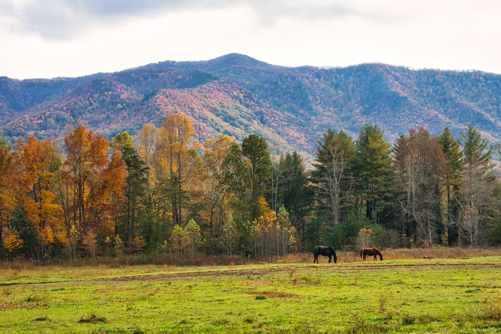 horses grazing in a field