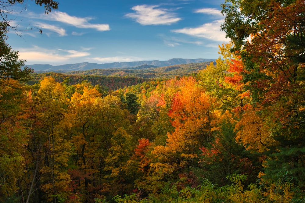 a forest of trees