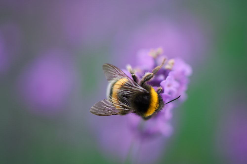 a bee on a flower