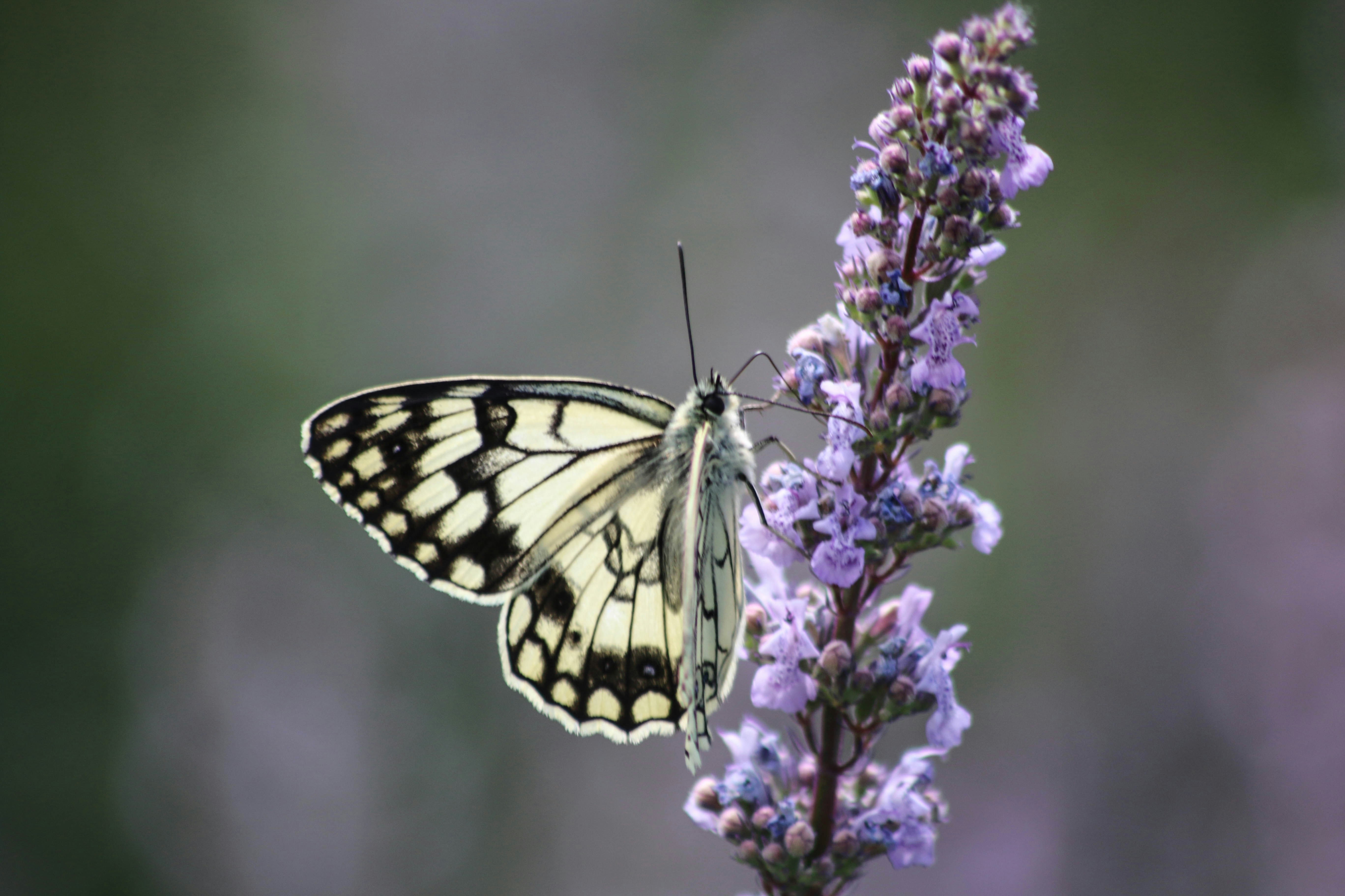 Photo by unternata