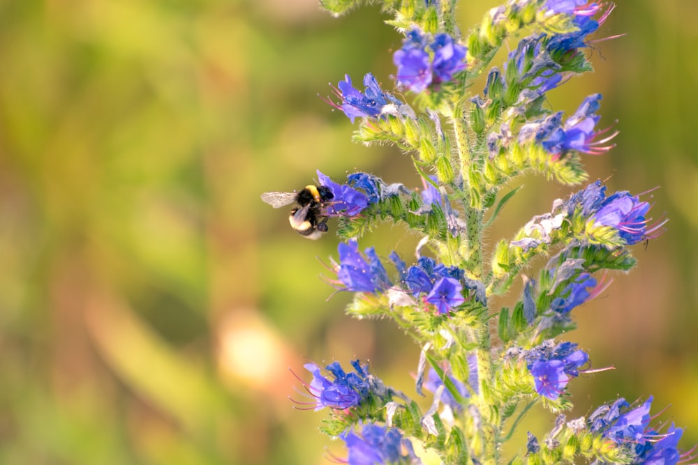 a bee on a flower