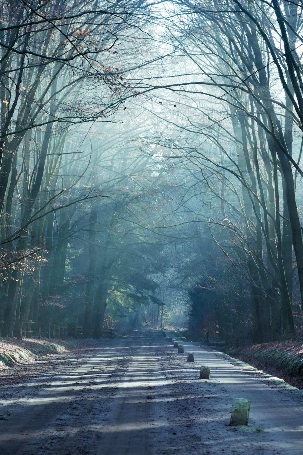 eine Straße mit Bäumen auf beiden Seiten