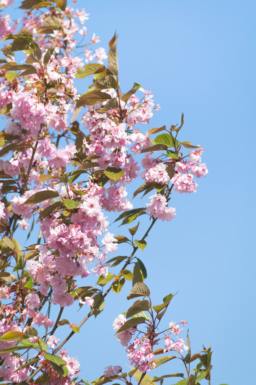 a tree with pink flowers