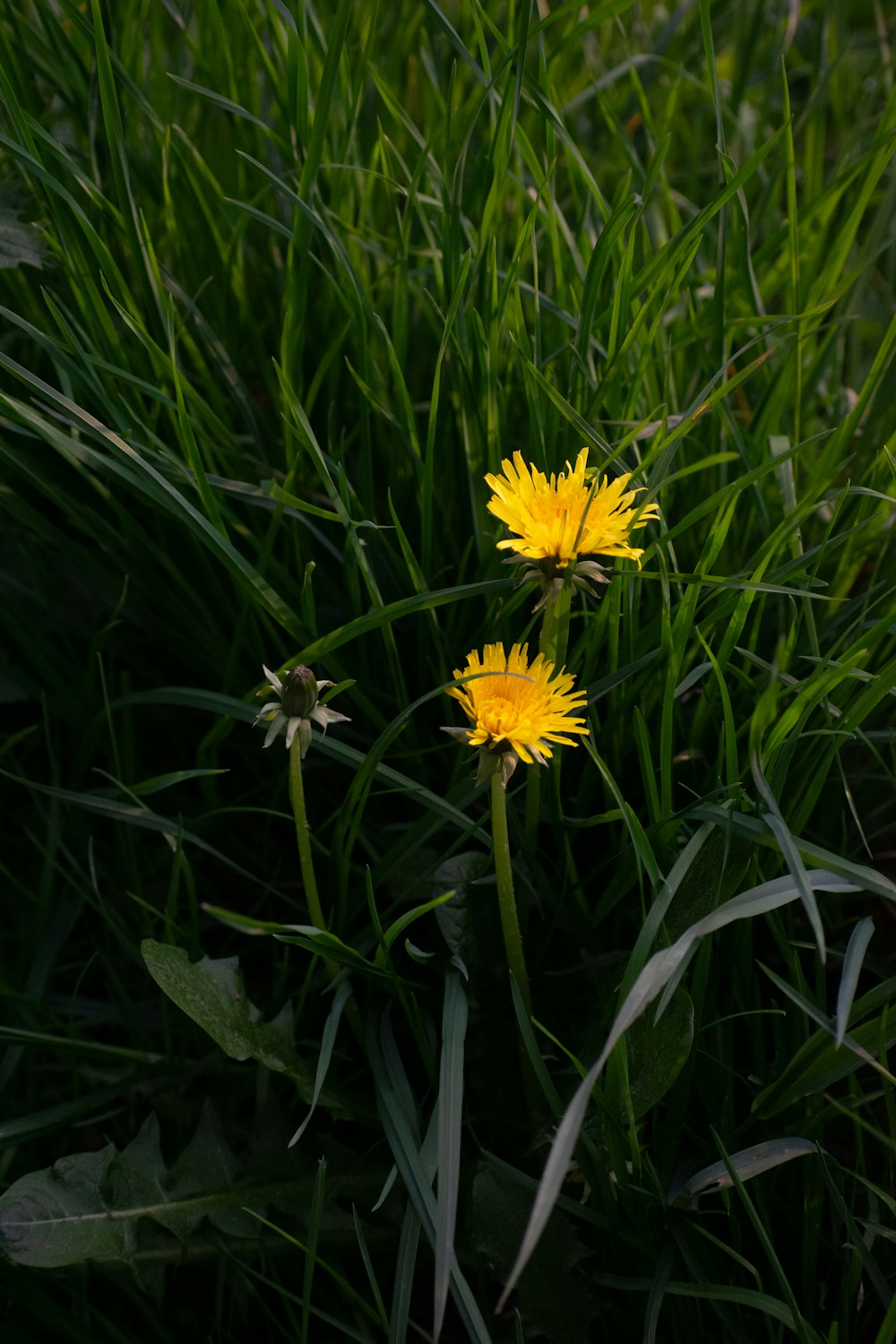 a group of yellow flowers in a field of grass