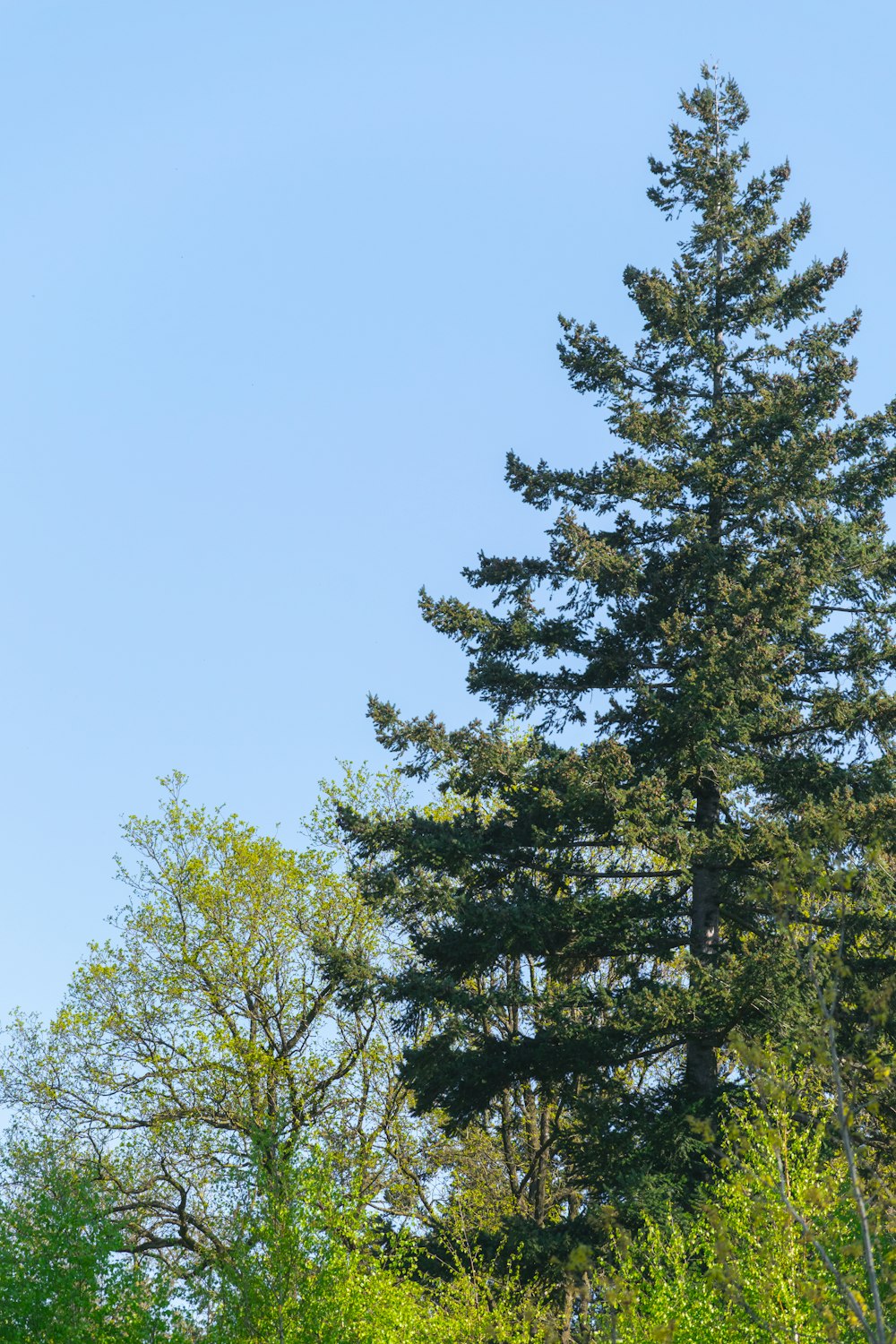 a group of trees