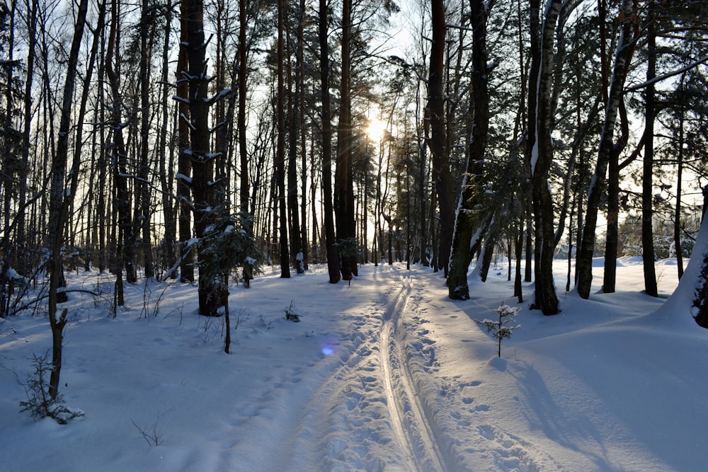 a snowy road with trees on either side of it