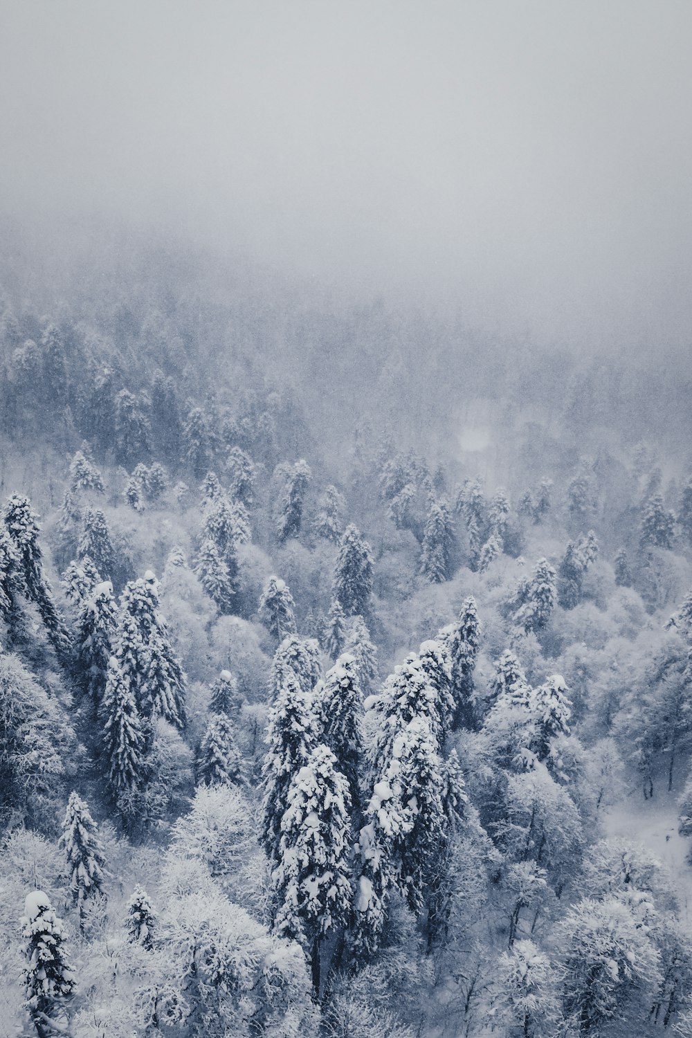 a forest of trees covered in snow