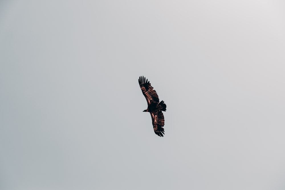 a bird flying in the sky