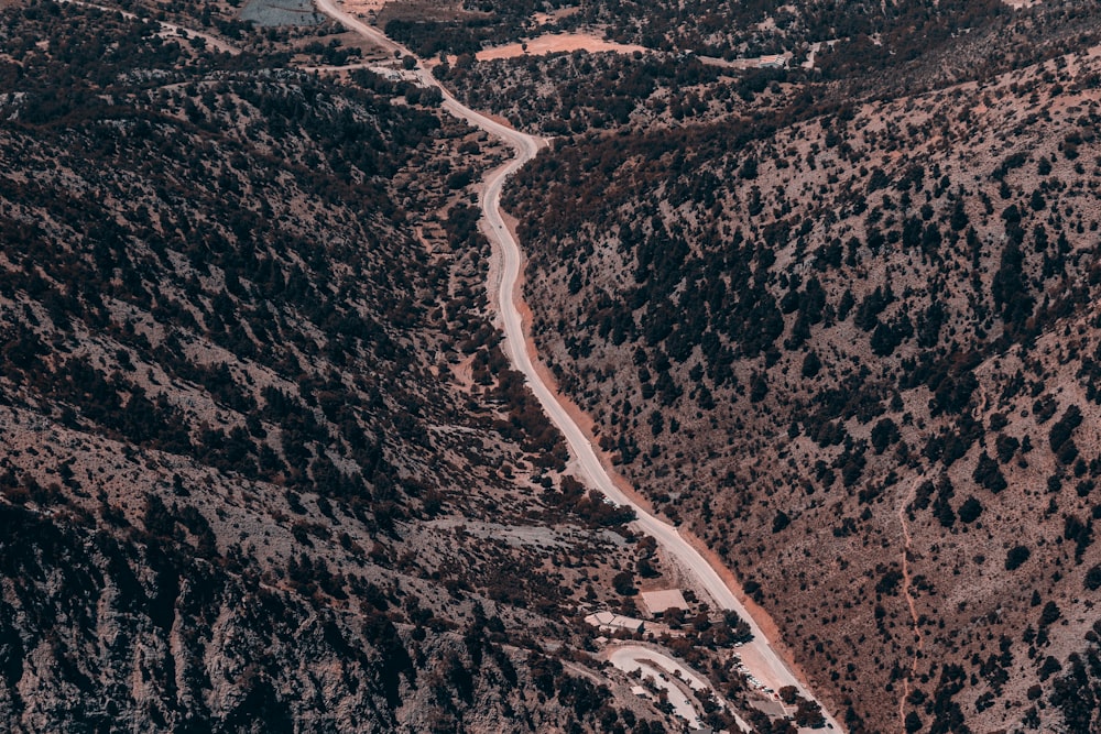 a road in a forest