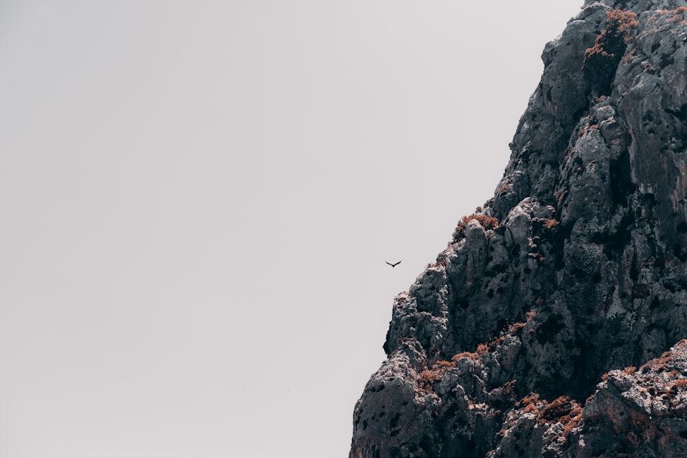 a bird flying over a rocky cliff