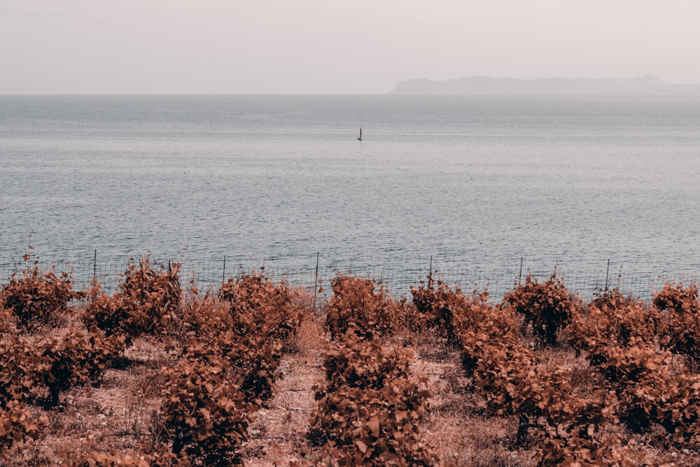 a body of water with plants and trees around it