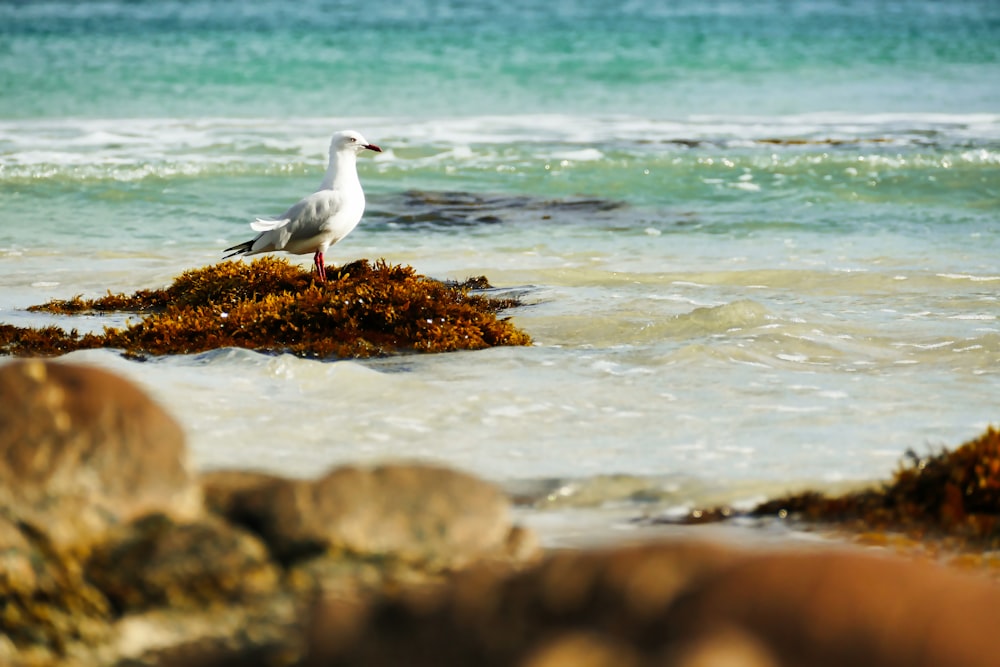 birds on a rock