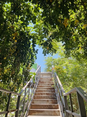 a wooden staircase in a forest