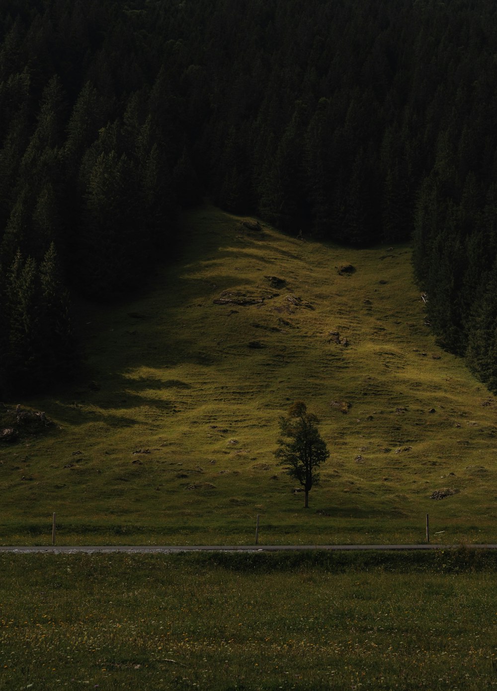 a tree on a hill