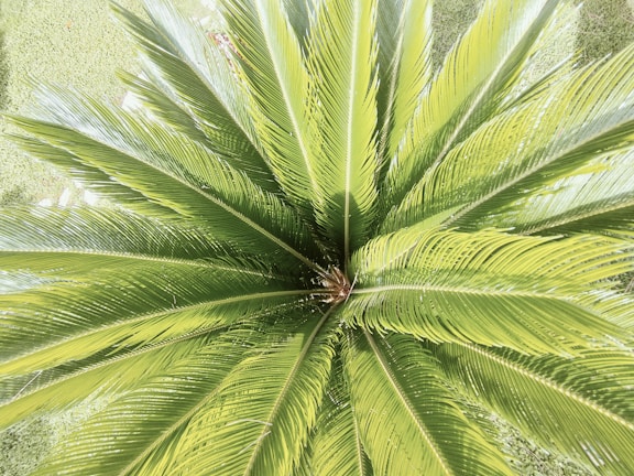 A vibrant 3D plant model with lush green leaves.