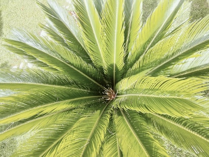 A top-down view of a lush, green plant, displaying long, slender leaves radiating outward symmetrically from the center. The leaves have a vibrant, fresh appearance and are intricately detailed with fine lines.