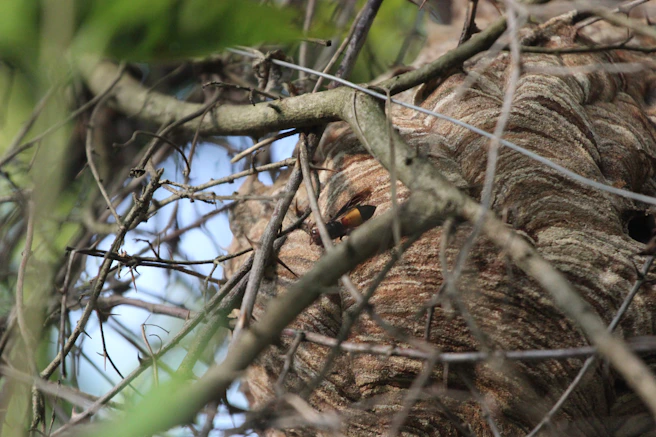 a bird in a tree