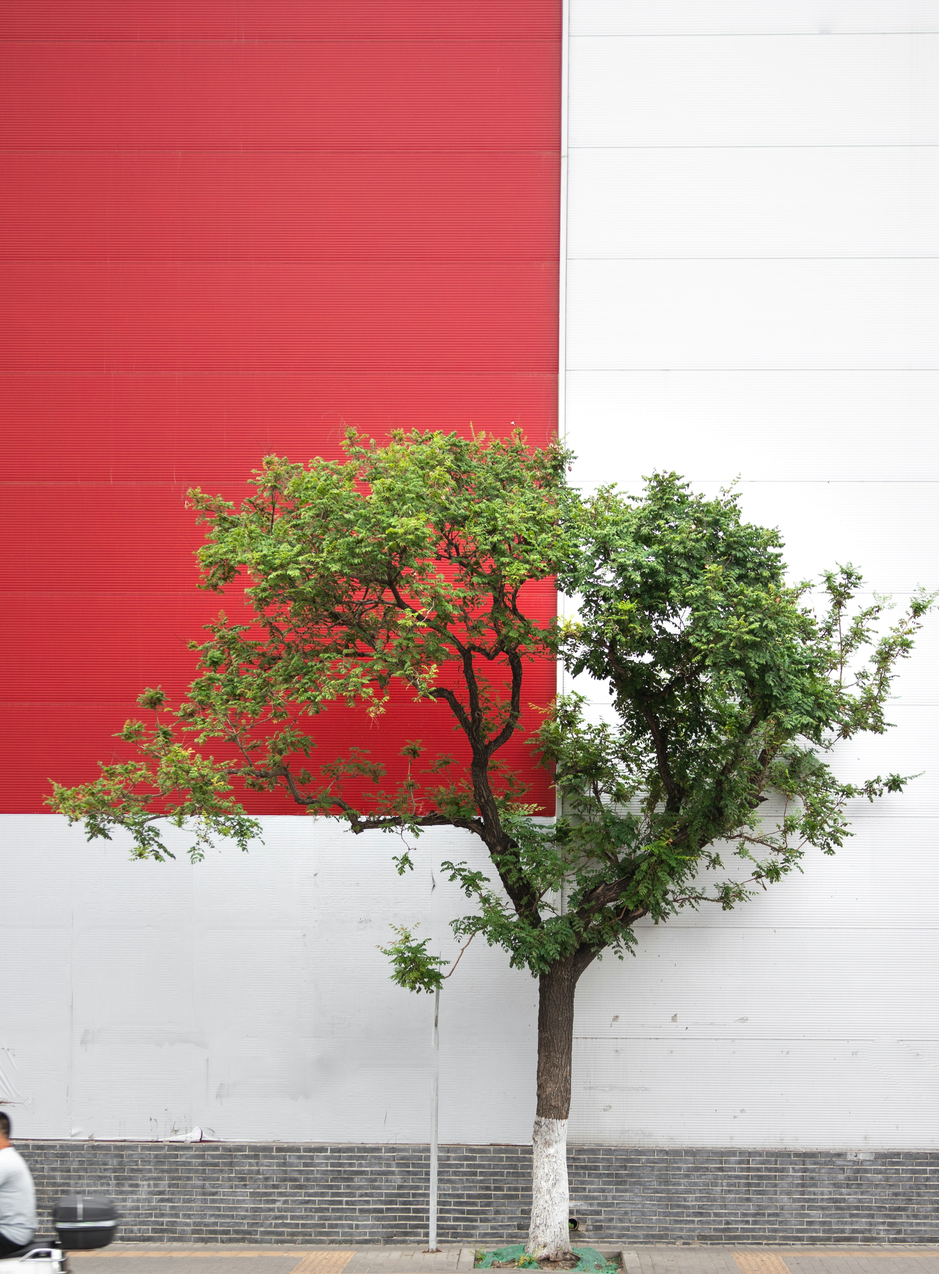 a tree in front of a building