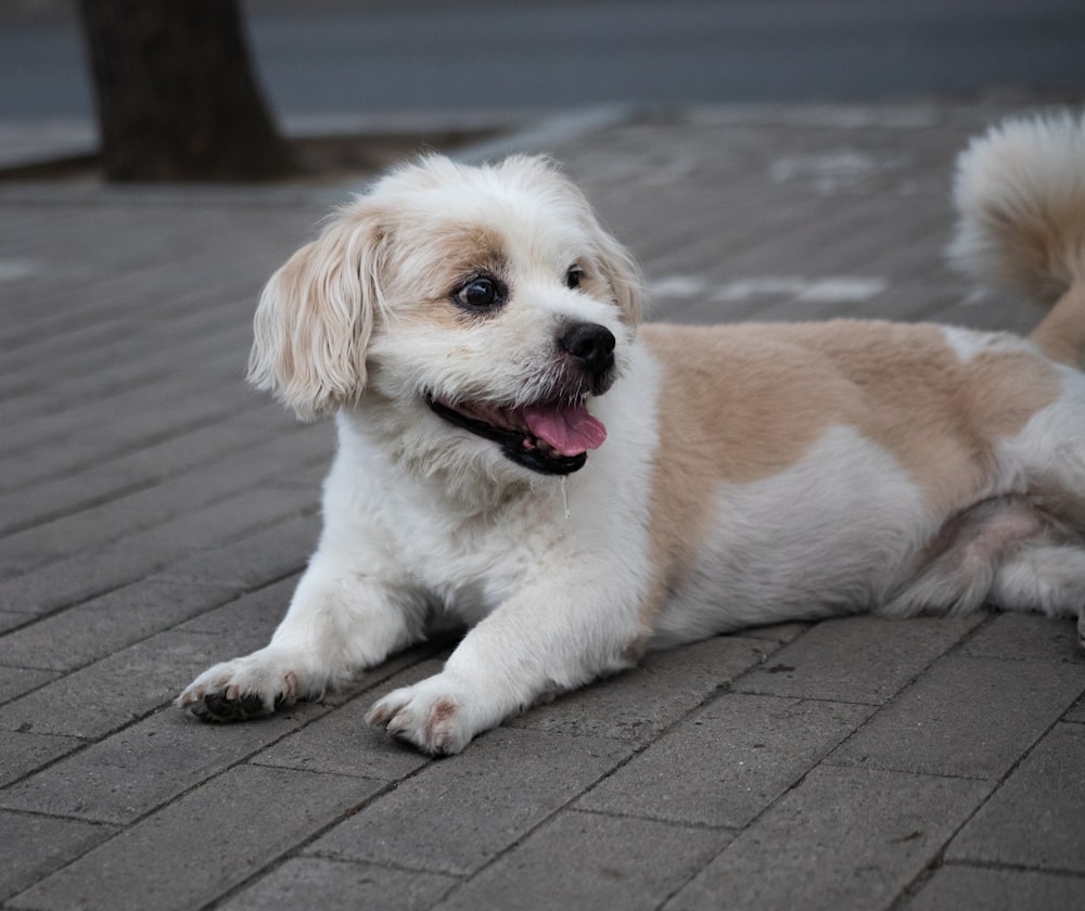 a dog lying on a brick surface