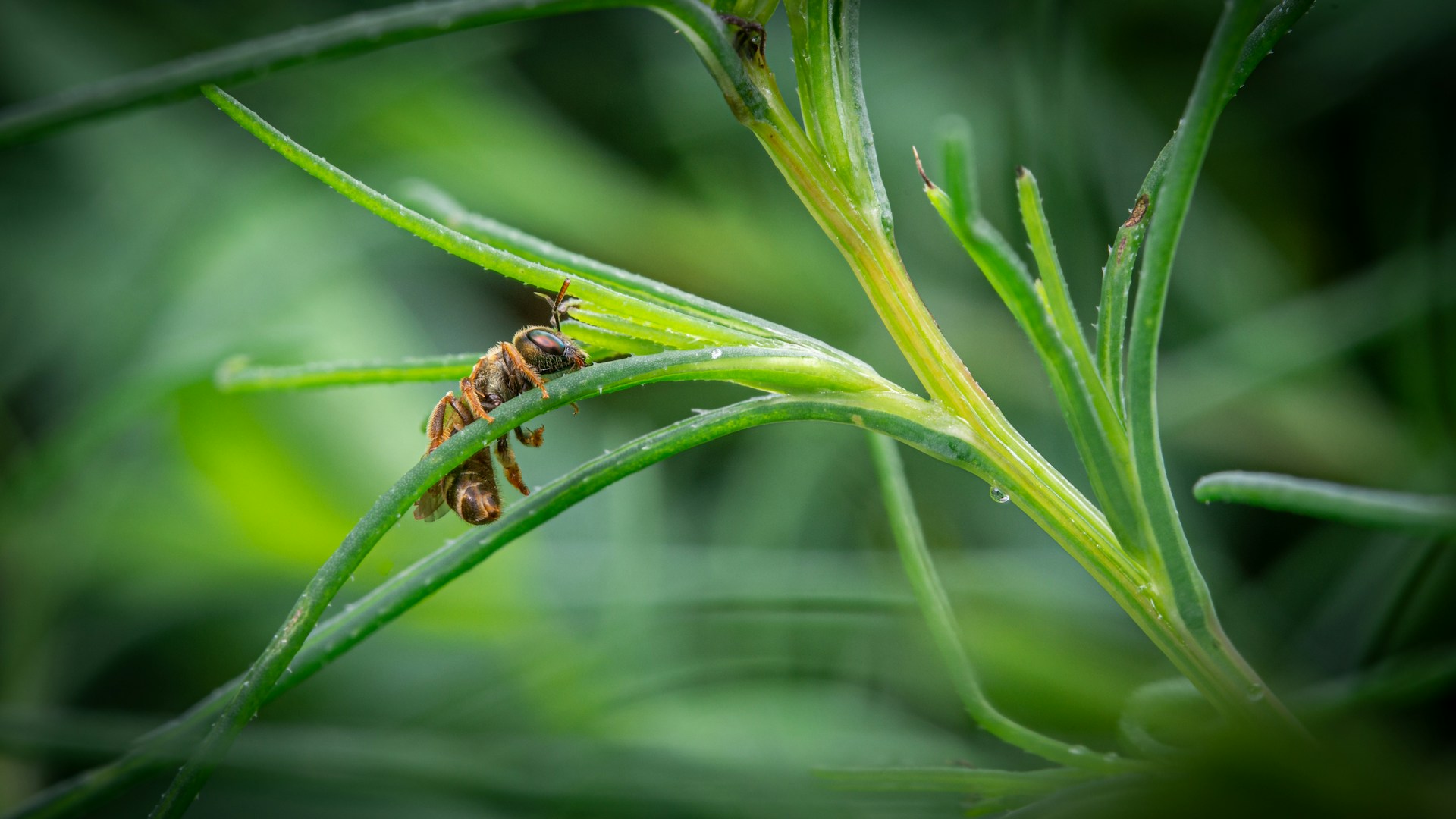 a bug on a leaf