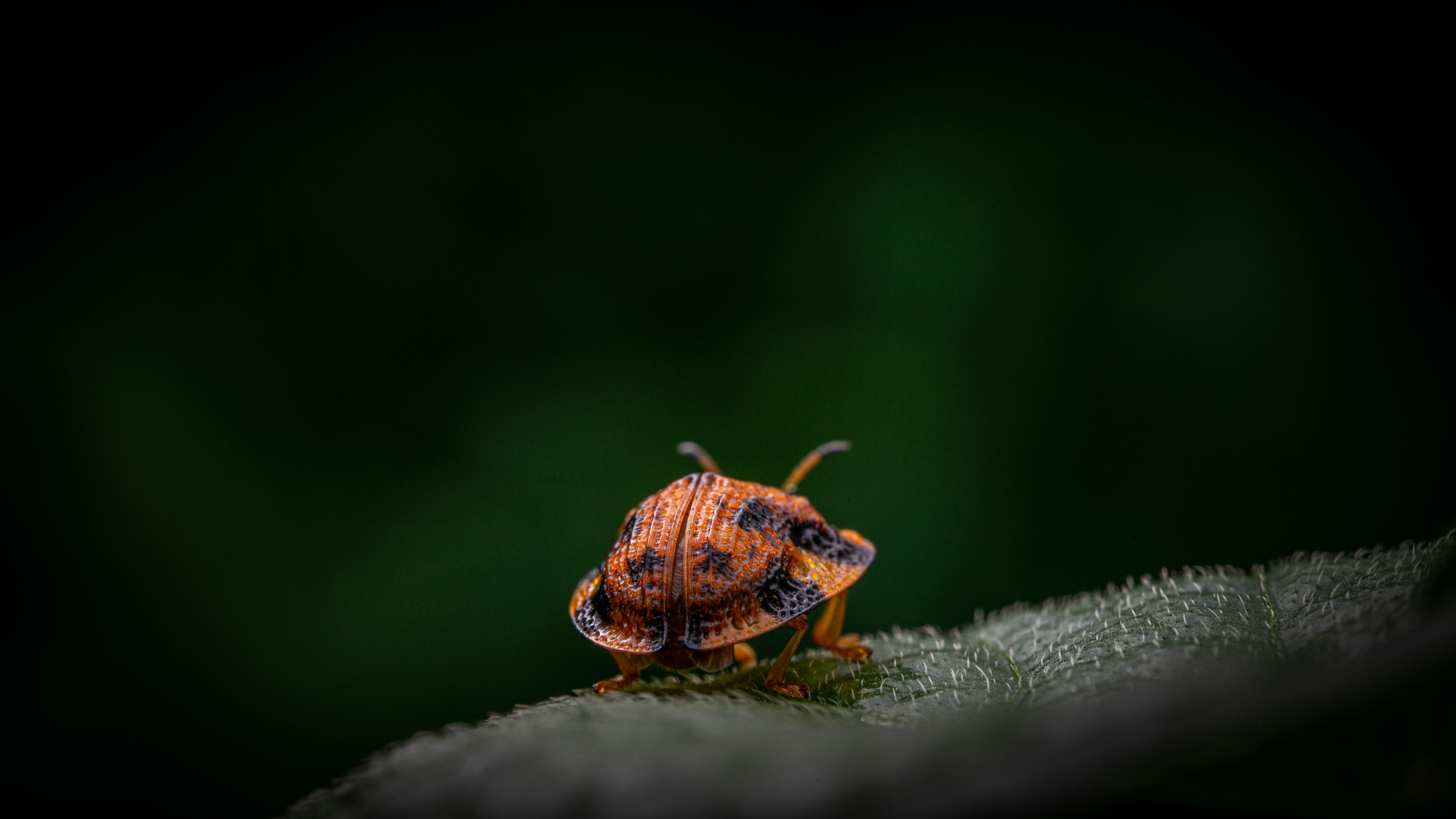 Photo by peek_a_boo_who