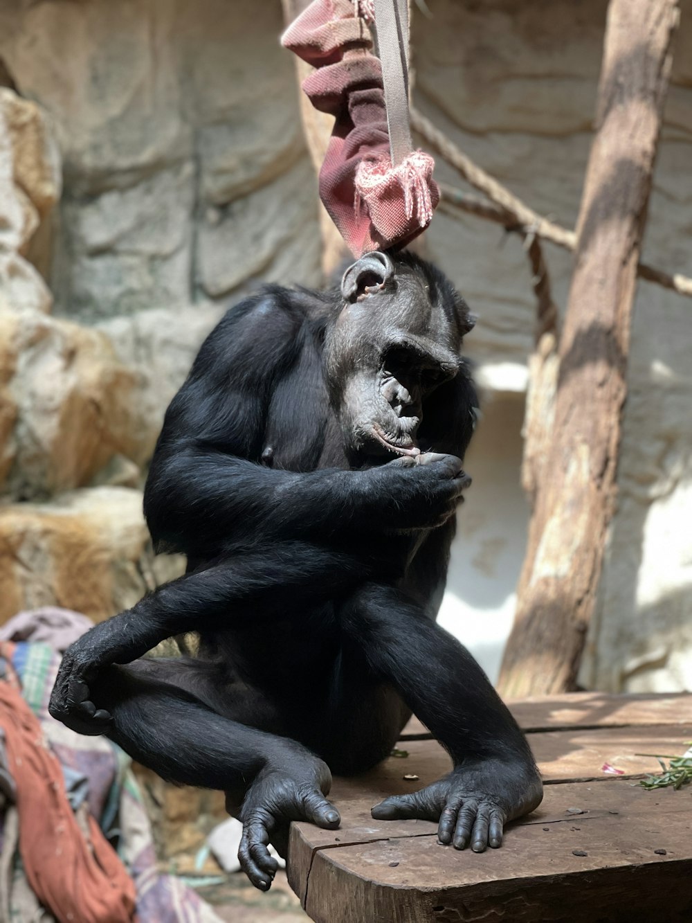 a black monkey sitting on a tree