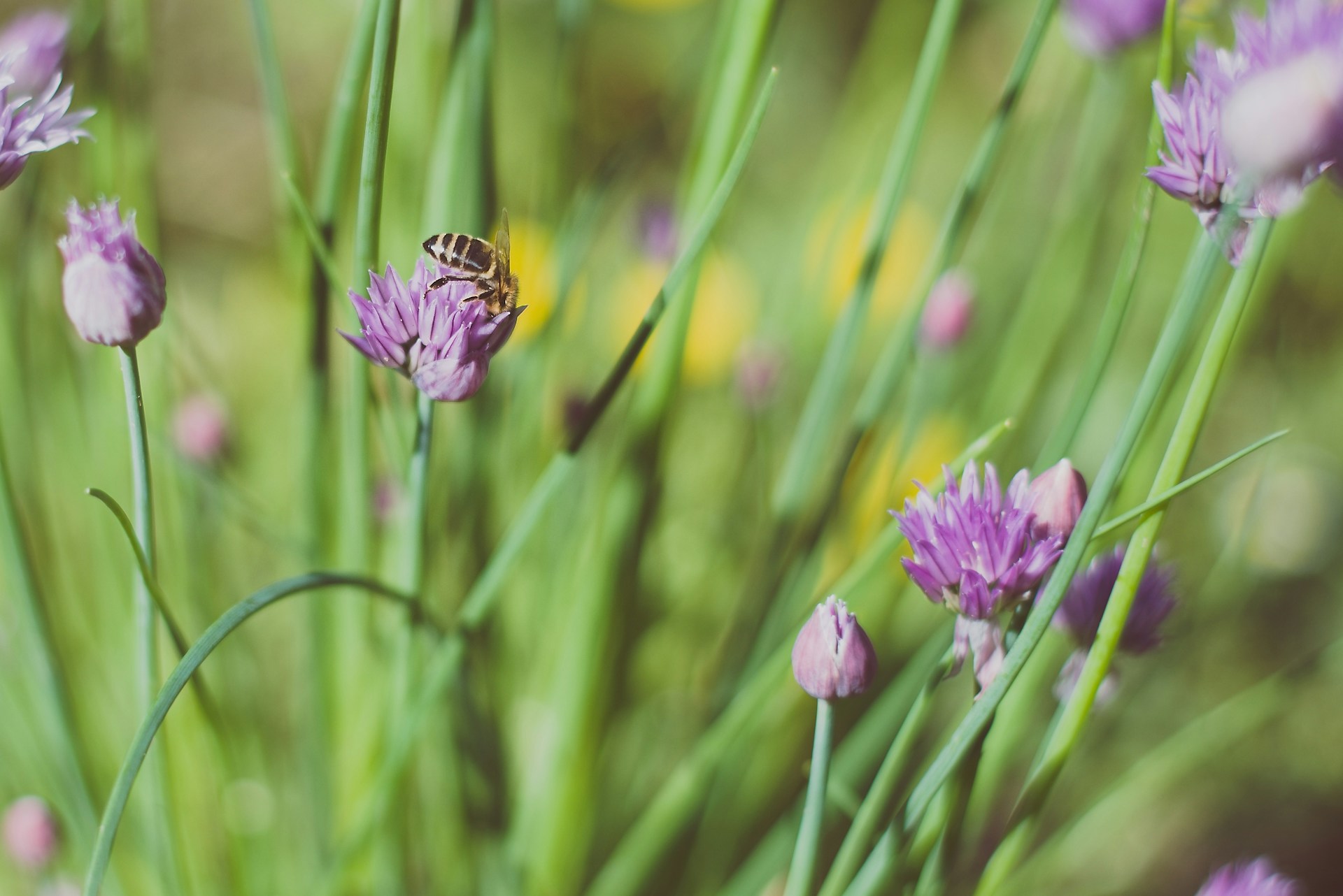 a bee on a flower